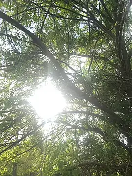 [18 Apr 17:01] Private Show - video by snowrillaxxx cam model