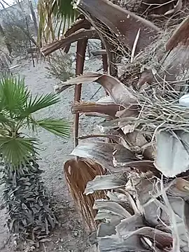 [5 Jul 06:20] Public Show– bigraski1976 kameramodell videója