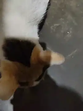 A PUSSY CAT IN MY BUILDING STAIR CRAVINGS FOR FOOD N I GAVE FOOD - clip cu INDIANJONNYSINN model videochat