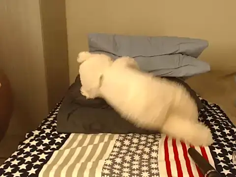 [15 Jun 20:18] Private Show - video by Berryangel03 cam model