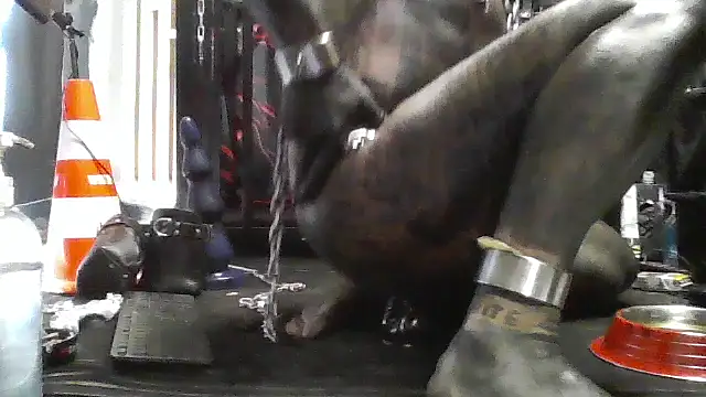 25.02.2026 Public Show2 - object857 캠 모델의 동영상