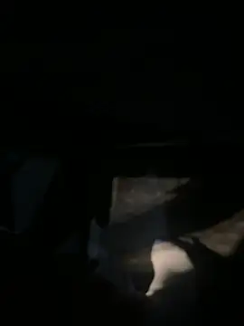suck uber's dick after being caught