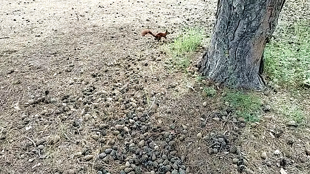 [24 Jul 11:32] Public Show - video van Siberia-Taiga cam-model