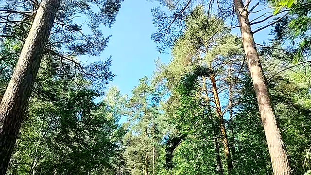 [4 Aug 10:51] Public Show - video van Siberia-Taiga cam-model