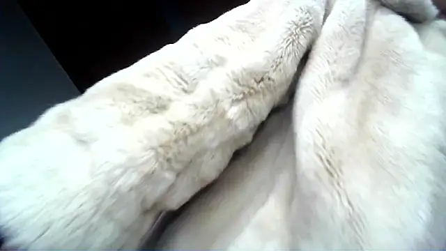 A good demonstration in 12 minutes I can give milk being ive and still be ready to be active - video by alicetgirlbr cam model