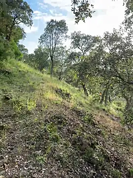 Mr Inama fuck my ass exhib 🍆🍑🌳 - Lalla_Amani adlı kamera modelinin videosu