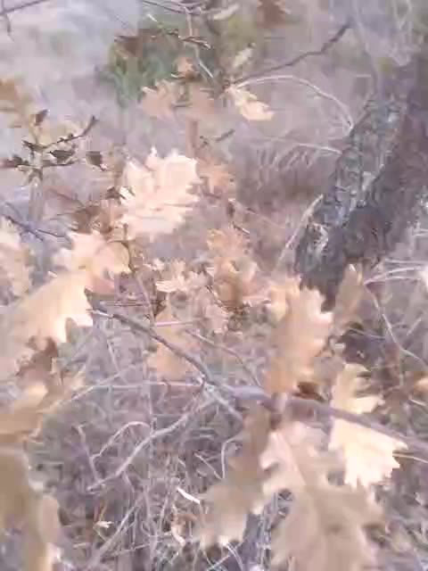 Hidden in Bush masturbating double cum harder - video by biglongdickx cam model